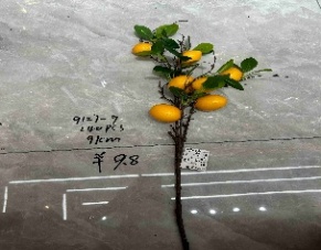 PLANTA RTIFICIAL RAMA DE LIMON 91CM